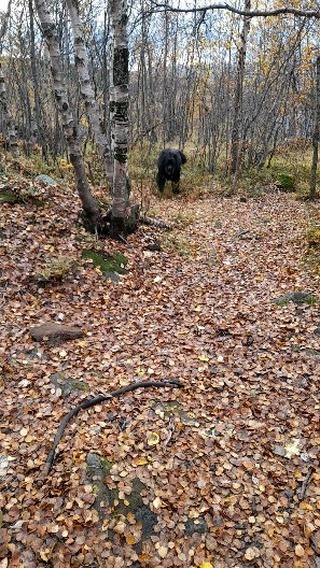 igy_mur в LOOKY. #Newfoundland,#newfi,#dogsofinstagram. #Newfoundland #newfi...