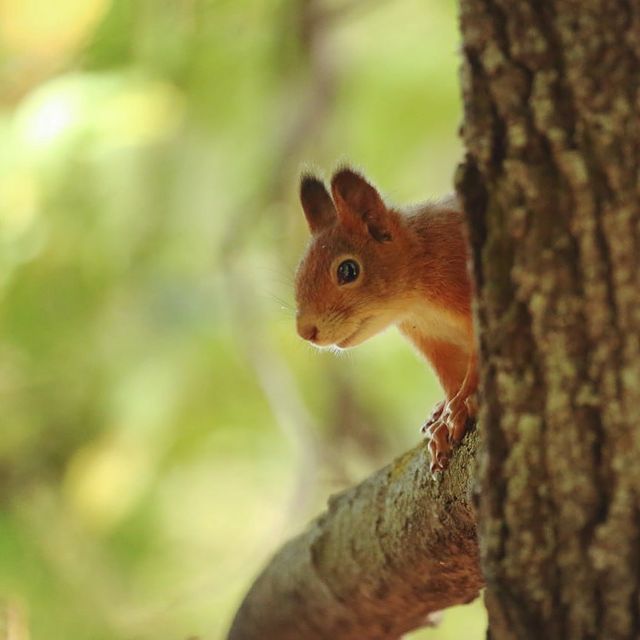 olegrammy в LOOKY. #белка,#squirrel. #белка #squirrel