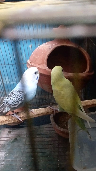 topu_404 в LOOKY. #love,#care. Love Bird🕊️🐦

#lov...