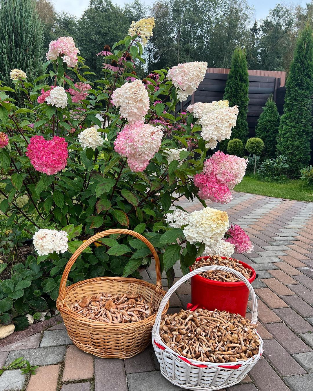 catherine___garden в LOOKY — #мойсад🏡🌳🌲🌳