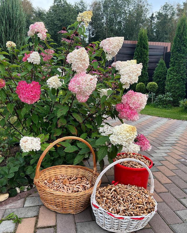 catherine___garden в LOOKY. #мойсад🏡🌳🌲🌳. #мойсад🏡🌳🌲🌳