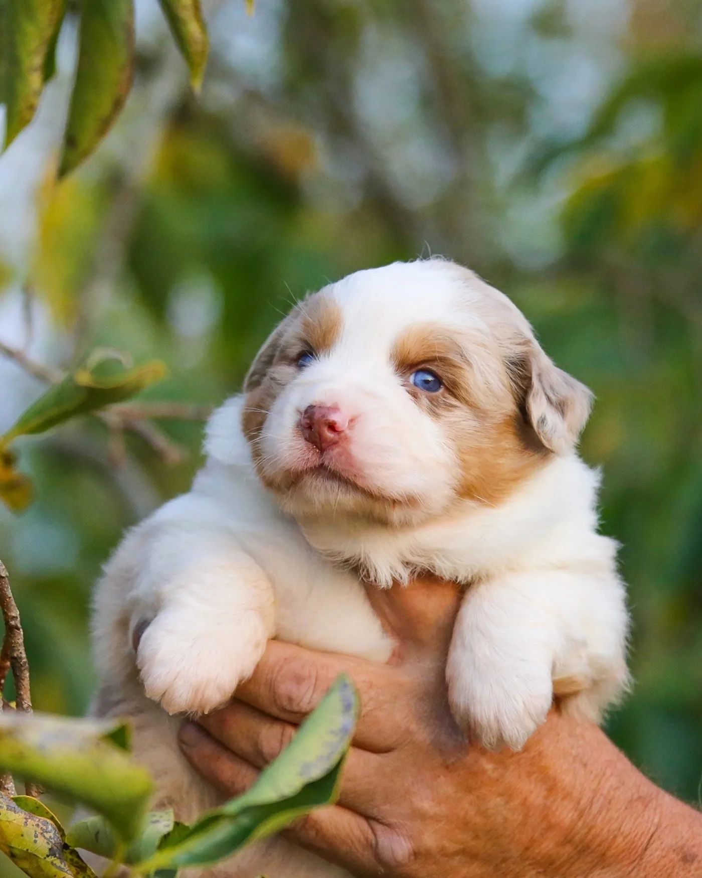 iz_doma_korolevoi_kennel в LOOKY — фото 3