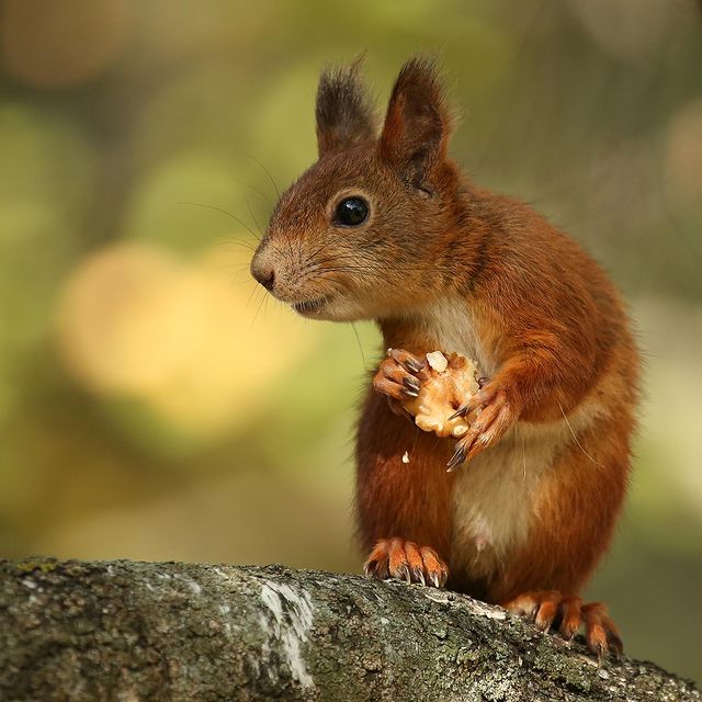 olegrammy в LOOKY. #squirrel,#белка. #squirrel #белка