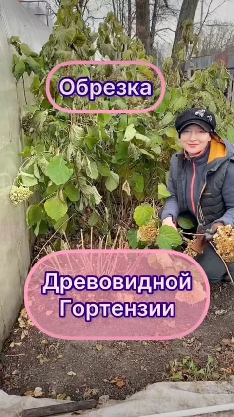 my_garden_every_day в LOOKY. #гортензия,#гортензии,#гортензиядревовидная,#древовиднаягортензия,#сад,#садогород#саженцыгортензии,#обрезкагортензий,#обрезкагортензии. Обрезка✂️ Метельчато...