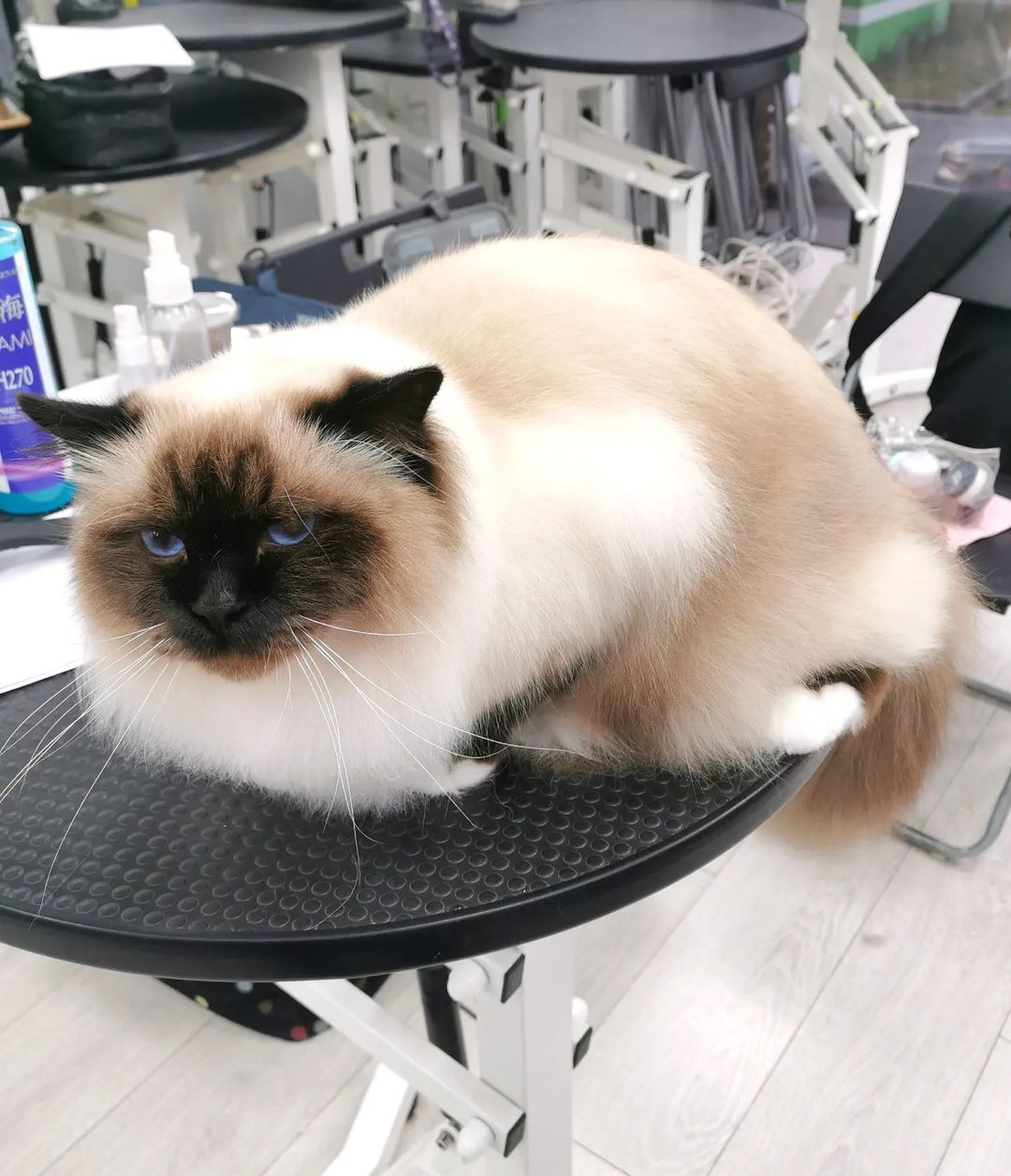 mycatgrooming in LOOKY. #кошачийгрумер,#грумингкошек,#священнаябирма,#sacredbirman,#шоугрумингкошек
#catshowgrooming
#pinkpawpal. Кто меня знает, тот ...
