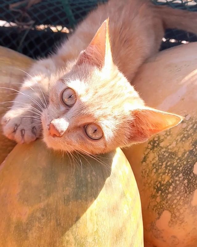 irina.lem в LOOKY. #кошкавдар. События недели, кото...