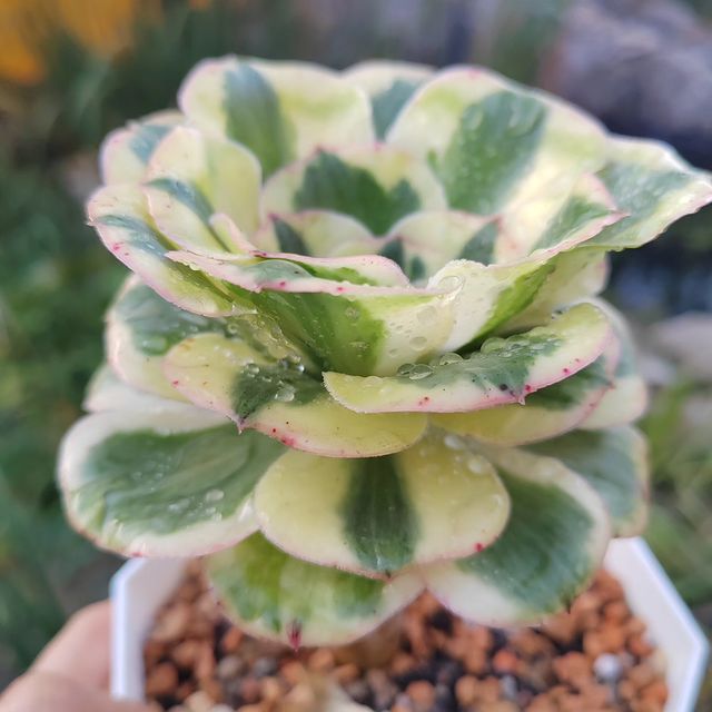 pautinka_club в LOOKY. #цветы,#хобби,#суккуленты,#эониум,#aeonium,#succulent,#flowers,#succulove. Посейдон начал просы...