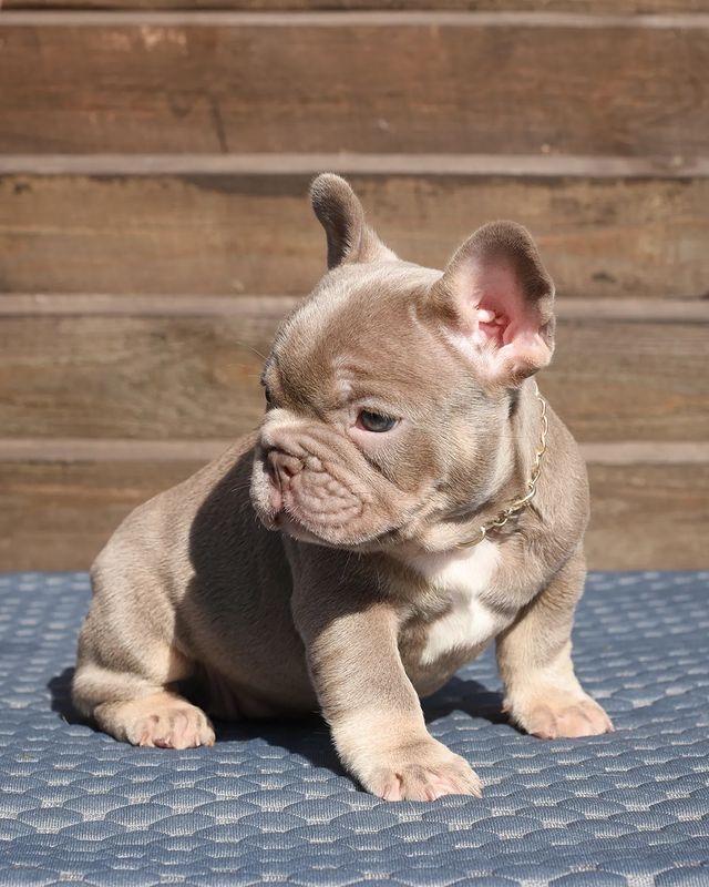 nastasya.lipbulldog в LOOKY. #loveabulli,#frenchuepuppy,#frenchuesofinstagram,#frenchielife,#ilovemyfrenchie,#frenchielove,#frenchbulldogsofinstagram,#instafrenchie,#bulldogfrances,#frenchieoftheday,#theworldofbullies,#dailyfrenchie,#frenchiepups,#frenchies1,#frenchie,#frenchiephotos,#frenchbulldogsrock,#frenchbully,#thefrenchiepost,#fab_frenchie,#ig_bullys. Свободна дочка Рамзе...