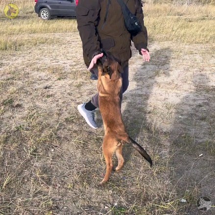 dressirovka_nv in LOOKY. . Бельгийская овчарка ...