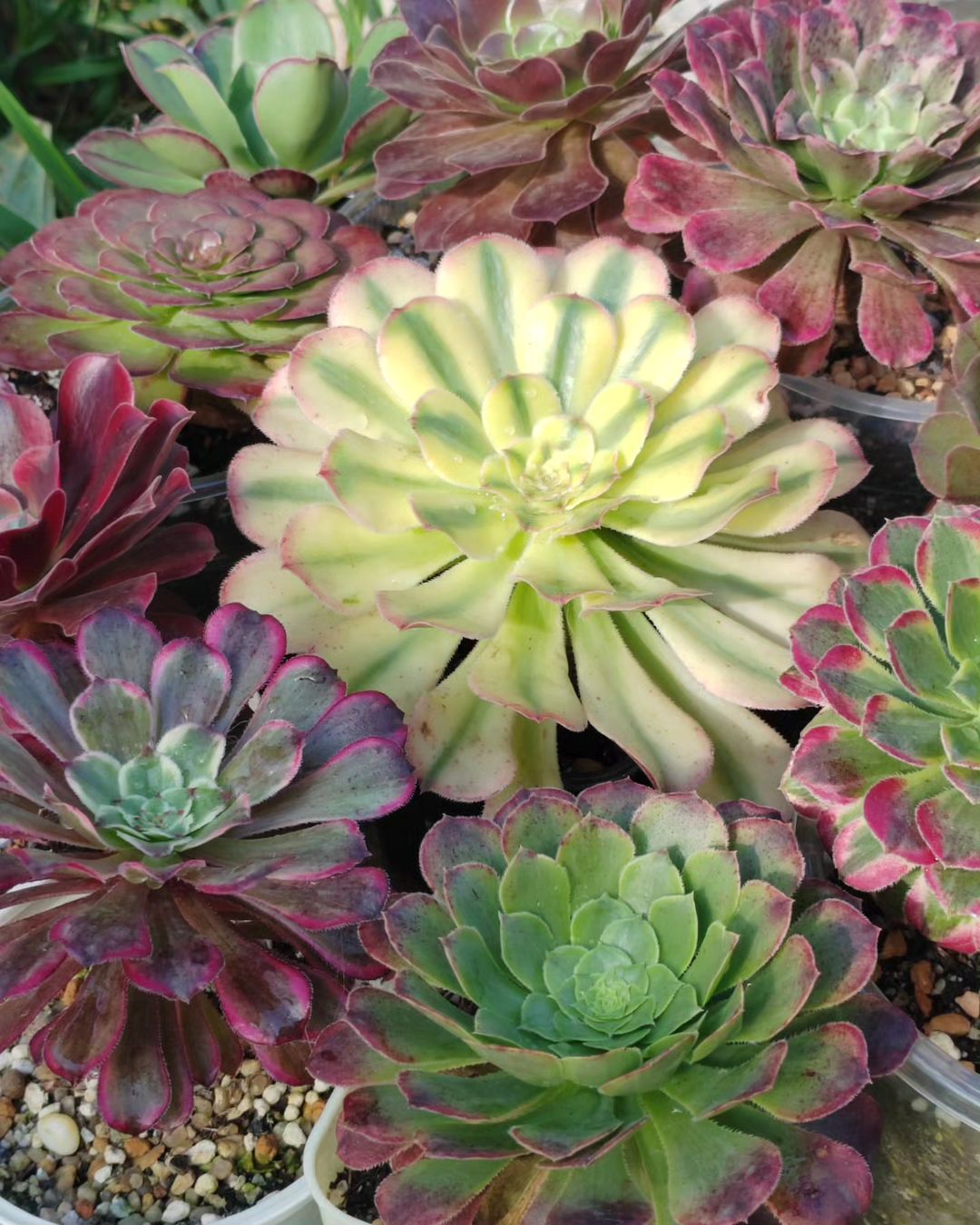Разнообразие красок #цветы #хобби #суккуленты #эониум #aeonium #succulent #flowers #succulove