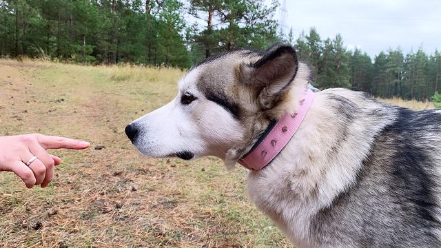 iisidaa в LOOKY. . Просто полюбуйтесь к...