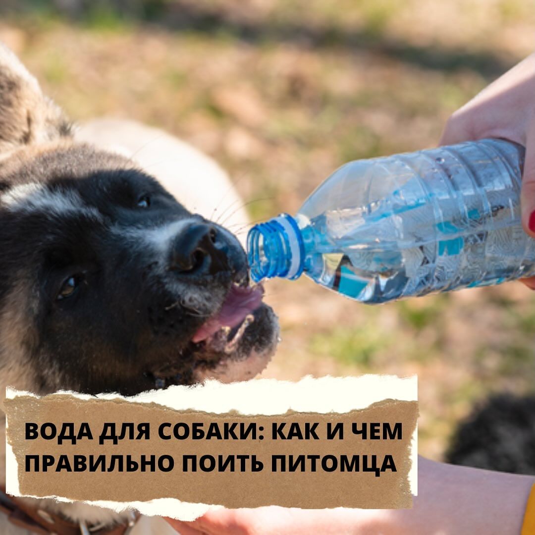 lucky_dog_kapunoff в LOOKY. . ВОДА ДЛЯ СОБАКИ: КАК...