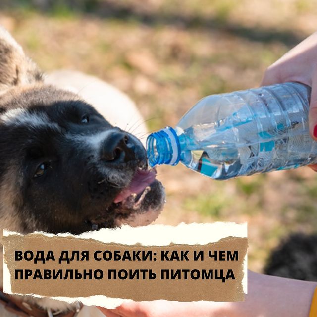lucky_dog_kapunoff в LOOKY. #luckydog#kapunoff#вода#лакомстваДляСобак#сушеныеЛакомства. ВОДА ДЛЯ СОБАКИ: КАК...