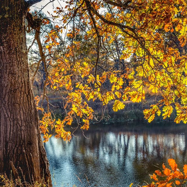 yurijkomyakov в LOOKY. #осень2023🍂☀️🍁,#южскийрайон,#лесноеозеро,#солнечныйсентябрь,#художникосень,#золотаяосень,#autumn🍁,#goldcolor. Золотые краски этой ...