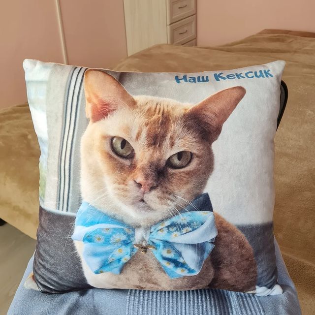 keks.tanya в LOOKY. #keksburma#burmessecat#gatti#gattirossi#портреты_от_кексика#живопись#любимыйкот#рыжийкот#краснаябурма#бурманскаякошка#. Вот уже и 40 дней пр...