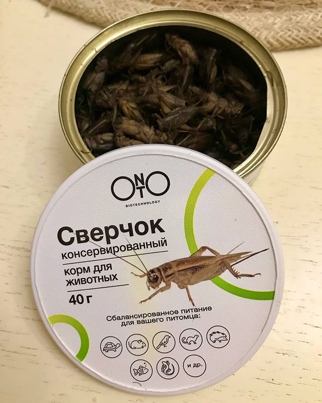 prirodaico в LOOKY. #сверчок,#сверчки,#жесть,#дичь,#вкусно,#вкуснятина. 🤷‍♂️ до чего дошёл ...