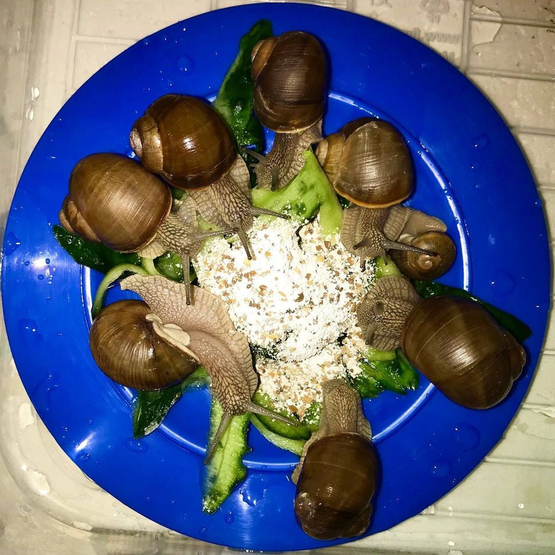 prirodaico в LOOKY — 🐌 х 8
Налетели как саранча

#улитка #улитка #винограднаяули