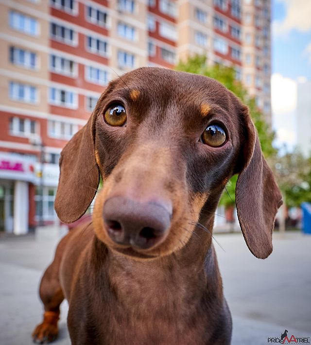 teckel_haul в LOOKY. #такса,#таксаминиатюрная,#таксагладкошерстная,#dachshund,#dachshundpuppies,#dackel,#teckel,#таксаркф,#таксавязка,#вязкатакса,#собака,#щенки,#puppies,#lovemydog,#lovelydachshund,#dachshunds,#dachshundslife,#teckellove,#teckelpuppy,#teckelmini,#zwergdackel,#dackelliebe,#таксалучшаясобака,#dachshundthebest,,#teckelthebes,#щенкитаксы,#doxie,#doxiespuppy,#wienerdog,#sausagedogs. Что это вы тут делае...