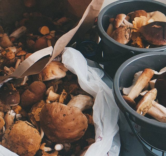 danata.podorskaya в LOOKY. #forest,#hunter,#mushroom. #forest #hunter #mus...