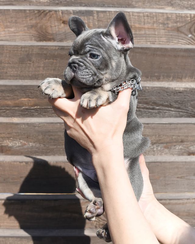 nastasya.lipbulldog в LOOKY. #loveabulli,#frenchuepuppy,#frenchuesofinstagram,#frenchielife,#ilovemyfrenchie,#frenchielove,#frenchbulldogsofinstagram,#instafrenchie,#bulldogfrances,#frenchieoftheday,#theworldofbullies,#dailyfrenchie,#frenchiepups,#frenchies1,#frenchie,#frenchiephotos,#frenchbulldogsrock,#frenchbully,#thefrenchiepost,#fab_frenchie,#ig_bullys. Свободны девочка и м...
