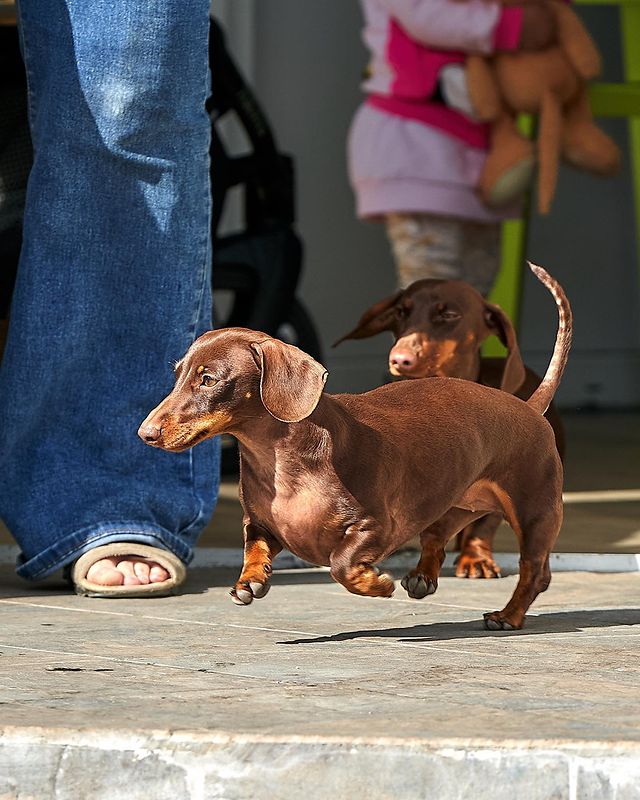 teckel_haul в LOOKY. #такса,#таксаминиатюрная,#таксагладкошерстная,#dachshund,#dachshundpuppies,#dackel,#teckel,#таксаркф,#таксавязка,#вязкатакса,#собака,#щенки,#puppies,#lovemydog,#lovelydachshund,#dachshunds,#dachshundslife,#teckellove,#teckelpuppy,#teckelmini,#zwergdackel,#dackelliebe,#таксалучшаясобака,#dachshundthebest,,#teckelthebes,#щенкитаксы,#doxie,#doxiespuppy,#wienerdog,#pridenatrielphoto. Кажется, это полное ...