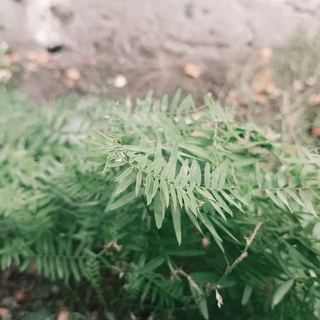 nate.tale в LOOKY. #slowlife,#nature,#природа,#мысли. В голову начинают пр...