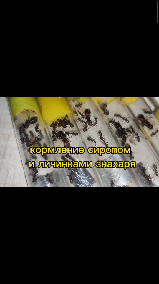 ant_happy_27 в LOOKY. #муравьихабаровск,#муравьиныефермы,#формикарийхабаровск,#хабаровск,#подарки,#дети,#новосибирск,#формикариихабаровск,#подаркихабаровск,#муравьихабаровск,#муравьинаяфермахабаровск,#срочно,#формикарий,#муравьи,#счастливыймуравей,#хобби,#новыйгод. 230 колоний покормле...