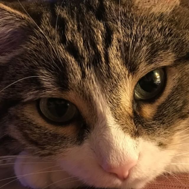 marsik_cat_playful в LOOKY. #кот,#мойкот,#умныйкот,#ятвойкот,#кошки,#братьяменьшие,#животные,#кошкитакиекошки,#котыкошки,#кошкиправятмиром,#смешныекошки,#кошкимышки,#кошкидома,#кошкиэтожизнь,#кошкикошки,#кошкироссии,#кошкиочарованиемое,#кошкионитакие,#кошкинаокошке,#красивыекошки,#cats,#cat,#catlover. Мой сладкий плен, мо...