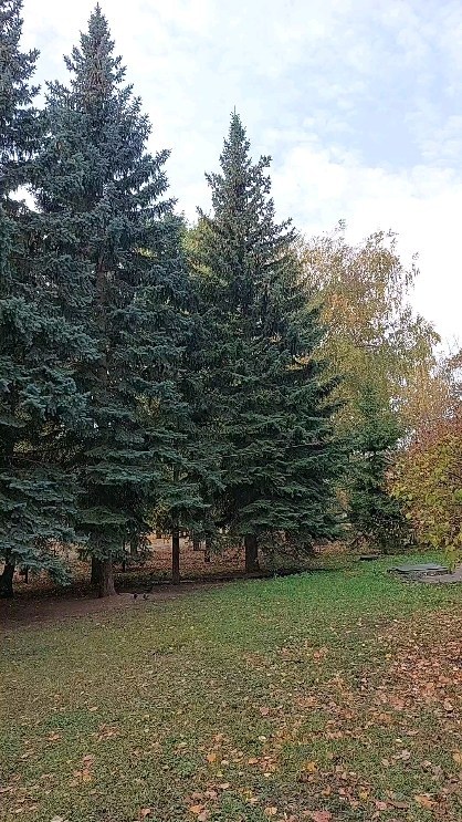 maksim_varvara в LOOKY. #отпусквказани. Елка арааьа #отпускв...