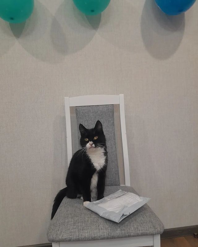 elena270elena в LOOKY. #рыбный_бум_2023,#сюрприз,#кот,#котики,#инстакот,#коты,#котейка,#cat,#catlover,#cute,#kitty,#fannycat,#котикиправятмиром,#смешнойкот,#мурзик,#мурзилка. Сюрприз!!!
🥳🥳🥳🥳�...