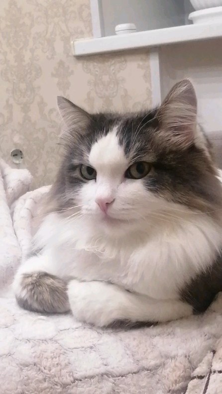 pierremusya в LOOKY. . null