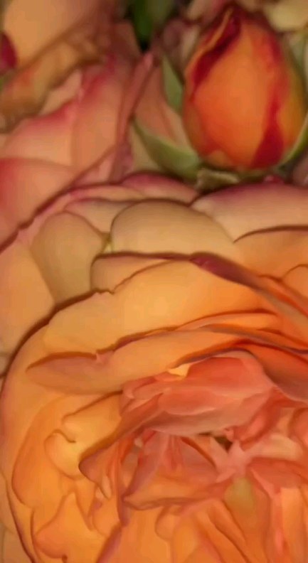 yuliya_badigina в LOOKY. #roses,#rosejuliette,#myflowers,#mygardenstory,#rosesourireduhavre,#ostinrose,#roseconstance,#rosemiranda,#rosepatience. Сентябрь как подарок...