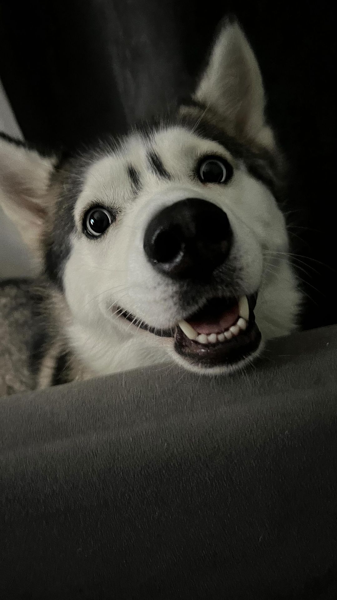 sweetorres в LOOKY. #хаски,#husky24_киара. 1. Хаски не поддаютс...