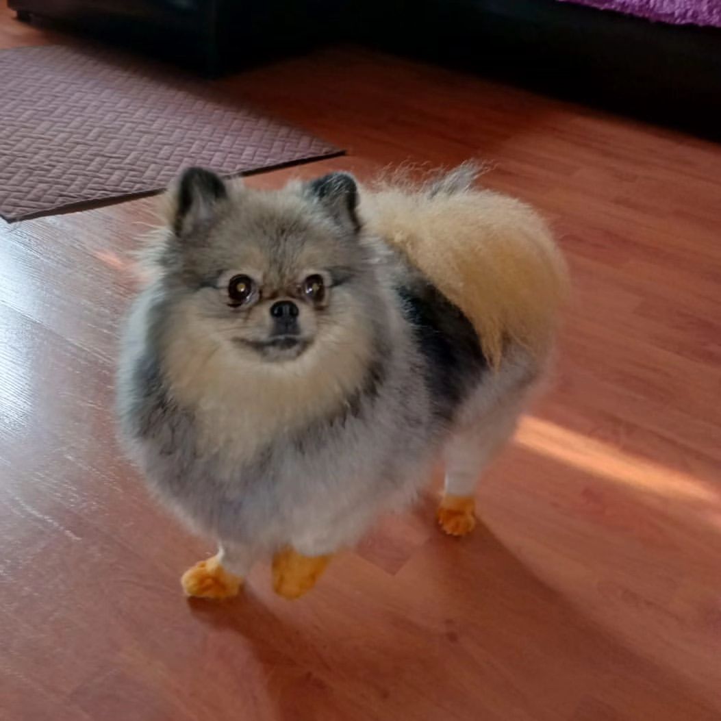 minikplanet2100 в LOOKY — Оливка😉🙃🧡, моя девочка, #шпицулякрасотуля❤️🎀🐶