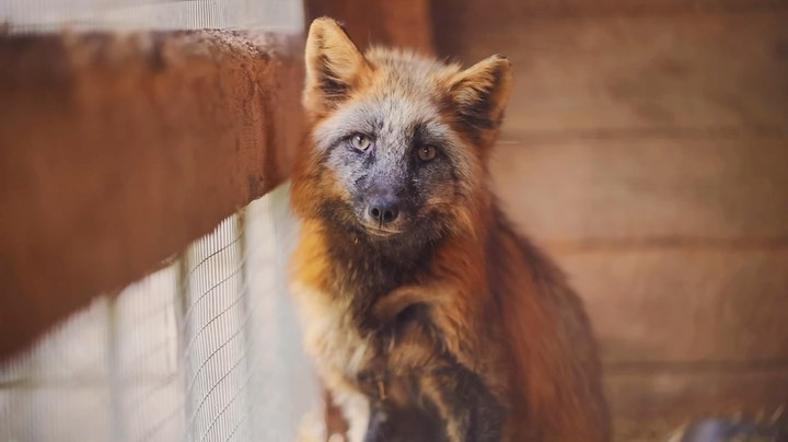 myfoxfamily in LOOKY. . Как же я счастлива, ...