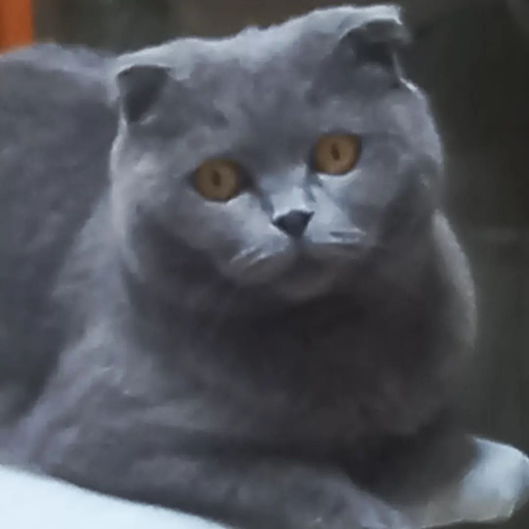 ksesha1804 в LOOKY — Мася 😍🐱❤️