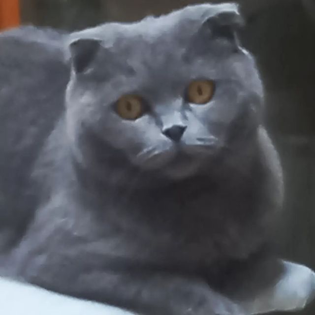 ksesha1804 в LOOKY. . Мася 😍🐱❤️