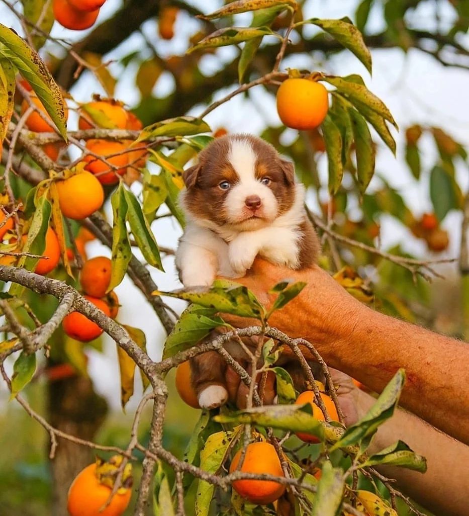 iz_doma_korolevoi_kennel в LOOKY — фото 4