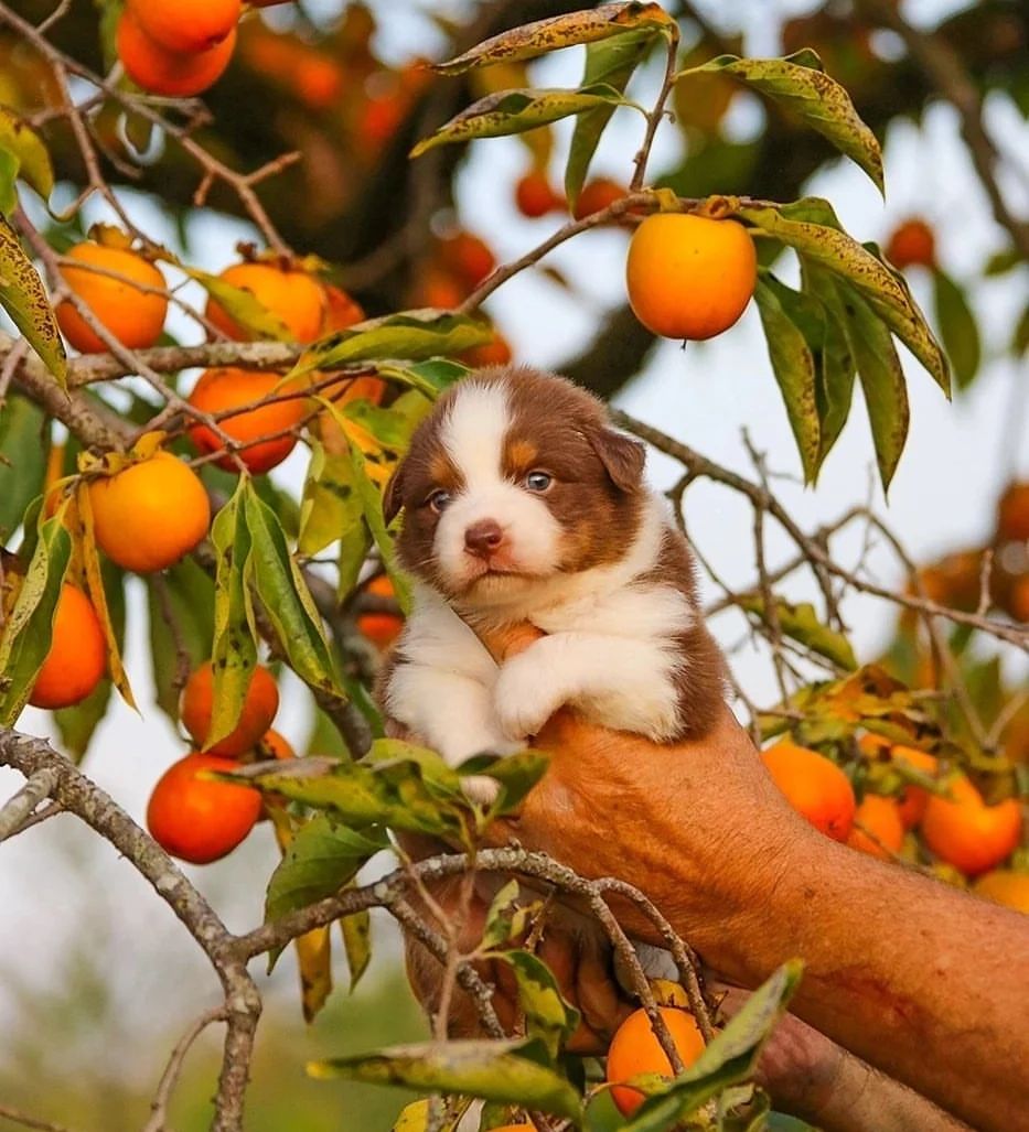 iz_doma_korolevoi_kennel в LOOKY — фото 3