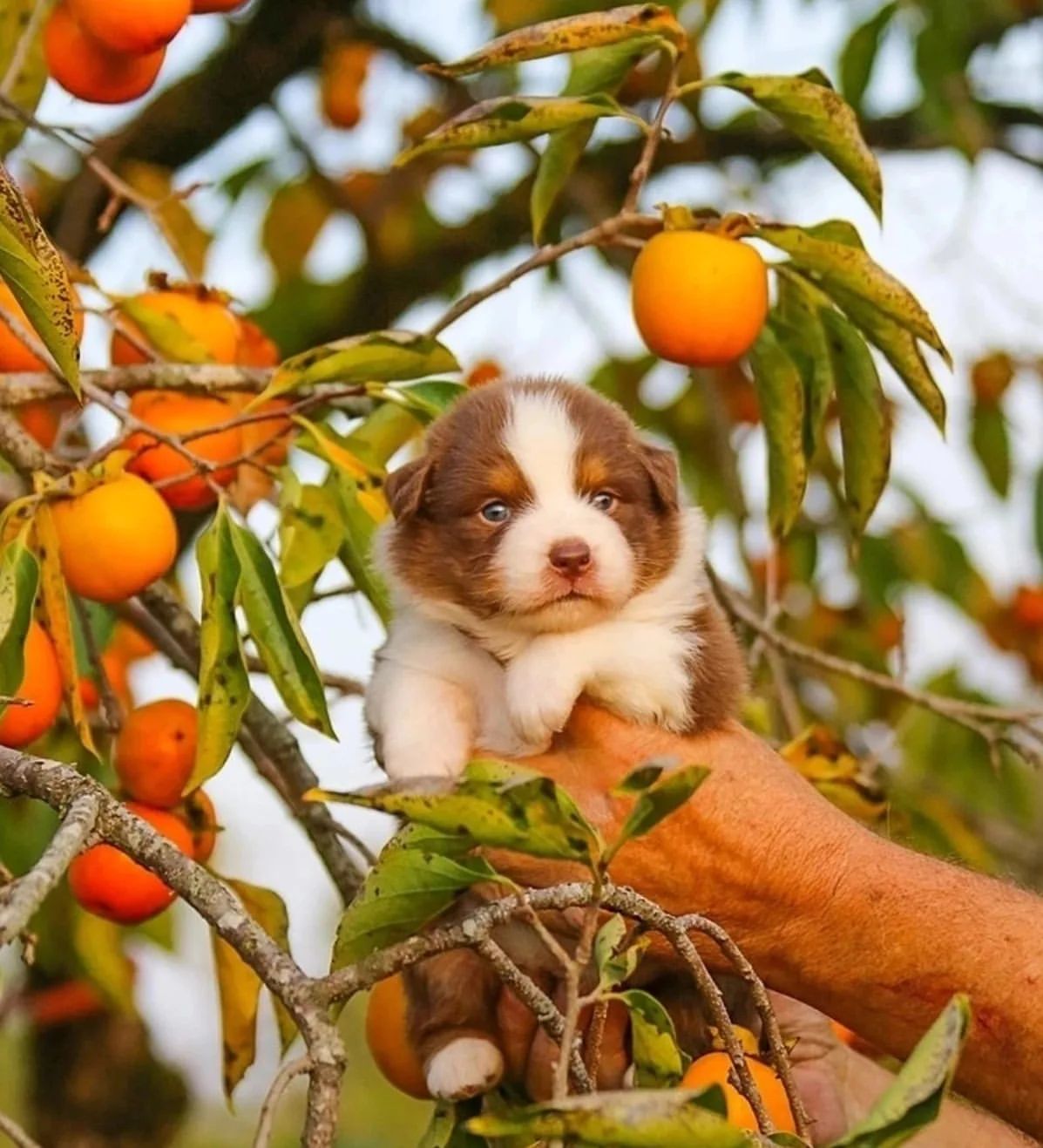 iz_doma_korolevoi_kennel в LOOKY — фото 2
