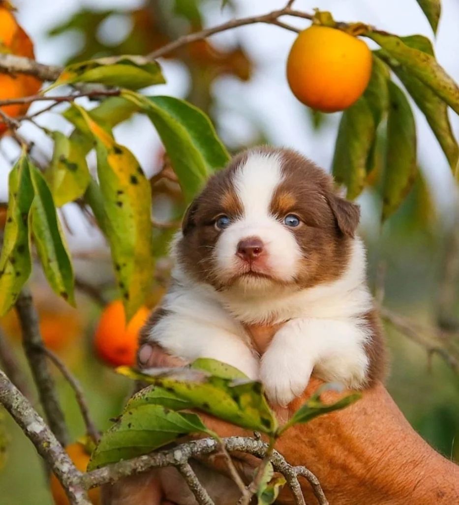 iz_doma_korolevoi_kennel в LOOKY — фото 6