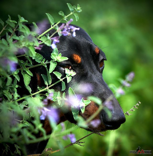teckel_haul в LOOKY. #такса,#таксаминиатюрная,#таксагладкошерстная,#dachshund,#dachshundpuppies,#dackel,#teckel,#таксаркф,#таксавязка,#вязкатакса,#собака,#щенки,#puppies,#lovemydog,#lovelydachshund,#dachshunds,#dachshundslife,#teckellove,#teckelpuppy,#teckelmini,#zwergdackel,#dackelliebe,#таксалучшаясобака,#dachshundthebest,,#teckelthebes,#щенкитаксы,#doxie,#doxiespuppy,#wienerdog,#pridenatrielphoto. Мой обожаемый, велик...