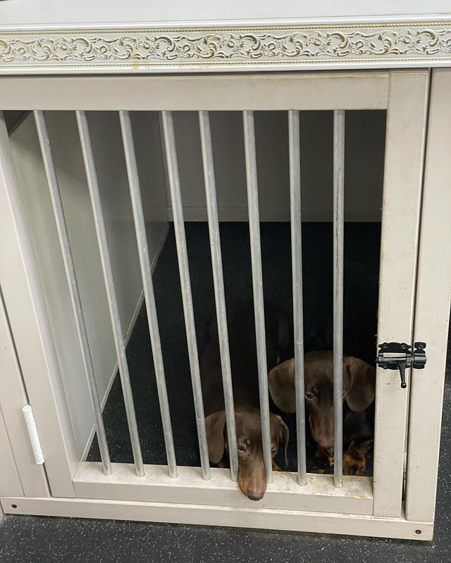 teckel_haul в LOOKY. #такса,#таксаминиатюрная,#таксагладкошерстная,#dachshund,#dachshundpuppies,#dackel,#teckel,#таксаркф,#таксавязка,#вязкатакса,#собака,#щенки,#puppies,#lovemydog,#lovelydachshund,#dachshunds,#dachshundslife,#teckellove,#teckelpuppy,#teckelmini,#zwergdackel,#dackelliebe,#таксалучшаясобака,#dachshundthebest,,#teckelthebes,#щенкитаксы,#doxie,#doxiespuppy,#wienerdog,#sausagedogs. Когда старшего брати...