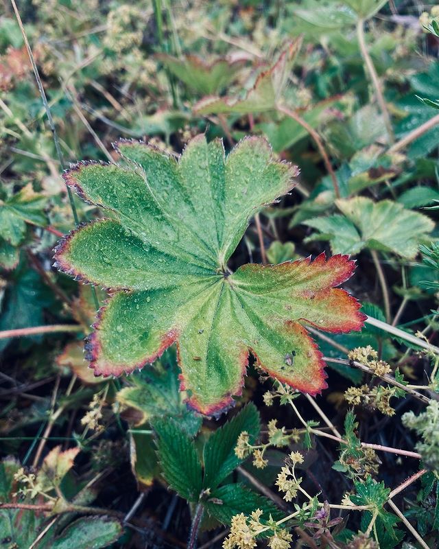 shotallaround в LOOKY. #фоторастений,#фотоайфон,#природа,#макро,#fotoiphone,#naturephotography,#wildnature,#plants. #фоторастений #фотоа...