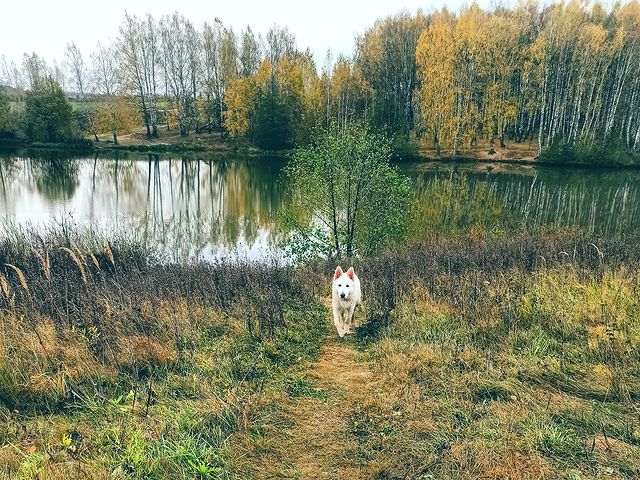 elena_m_galtsova в LOOKY. #бшо_Гудвин,#бшо. Такая вот осень... �...