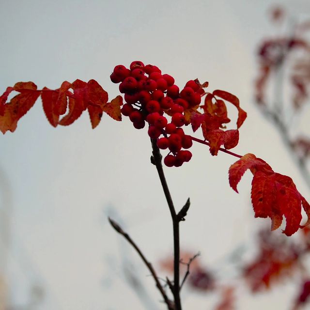sasha_nv90 в LOOKY. . Осенняя пора...
Очей...
