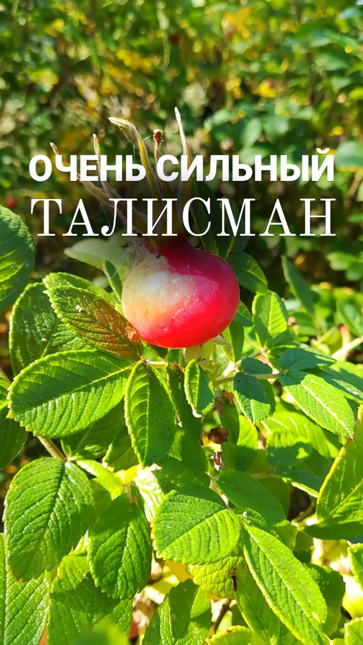 brovkina.rod в LOOKY. . 🌟ТАЛИСМАН на ИСПОЛН...