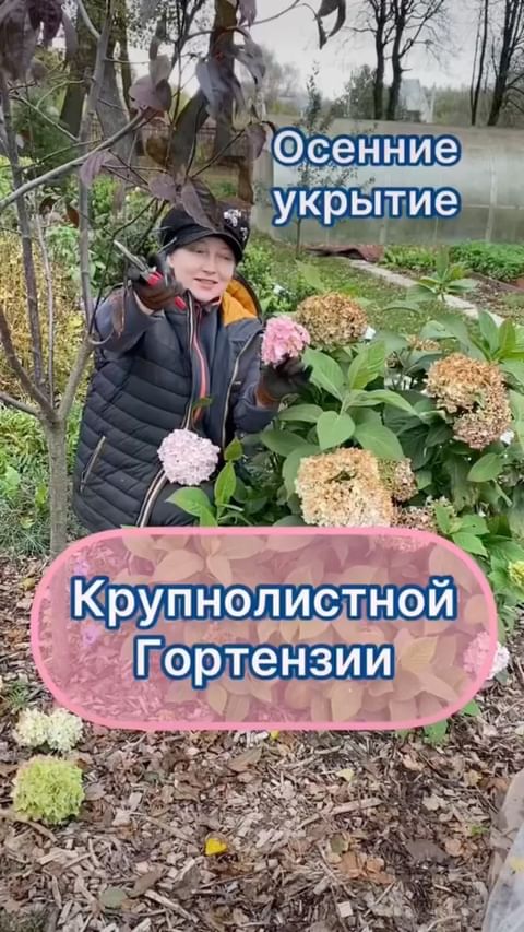 my_garden_every_day в LOOKY. . ✅Крупнолистную горте...