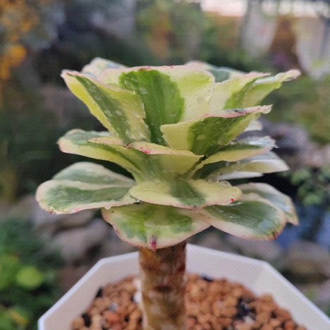 pautinka_club в LOOKY. #aeonium,#succulent,#flowers,#succulove. #aeonium #succulent ...