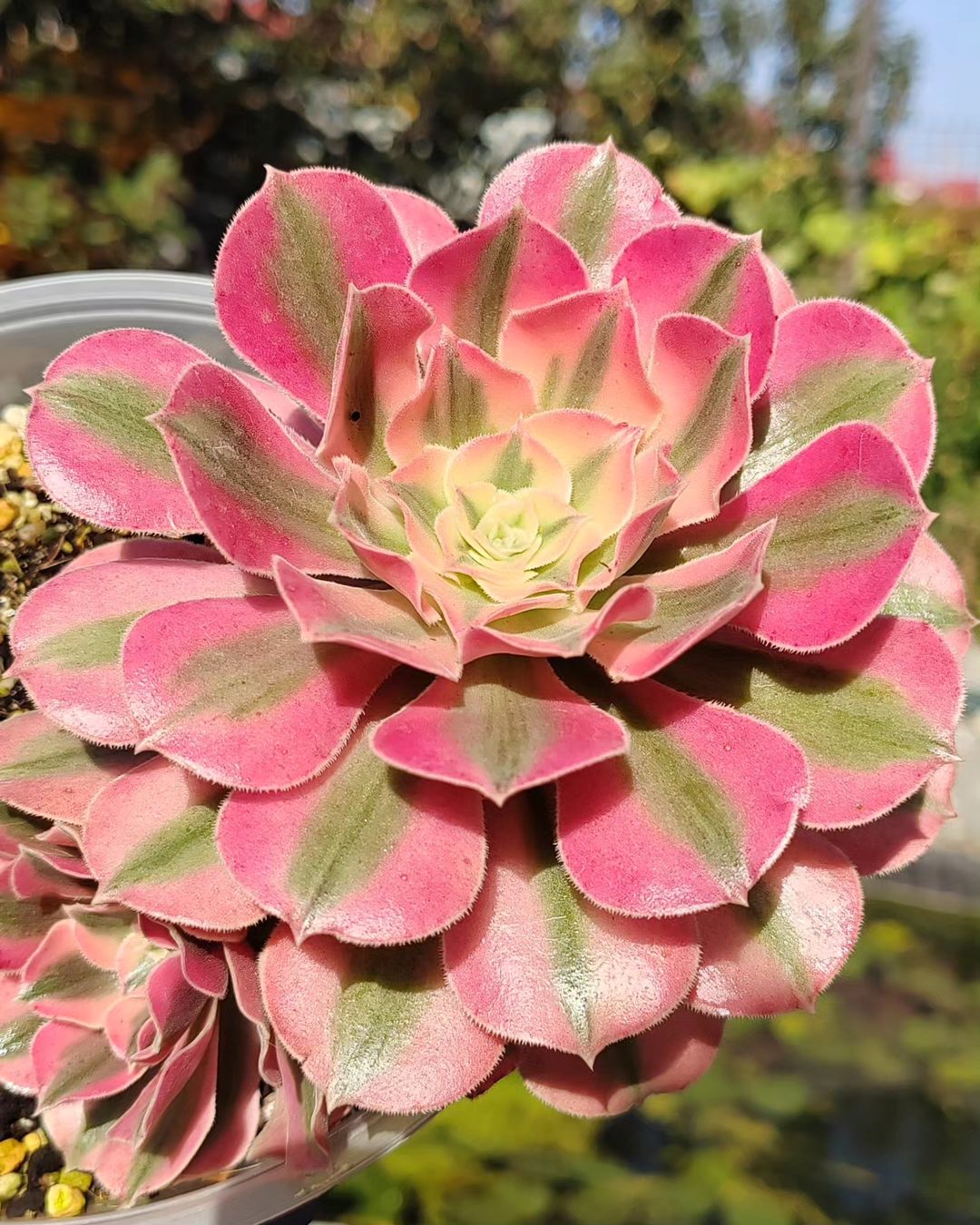 Aeonium Pink Witch 
#succulent #aeonium #succulove #succulent #flowers